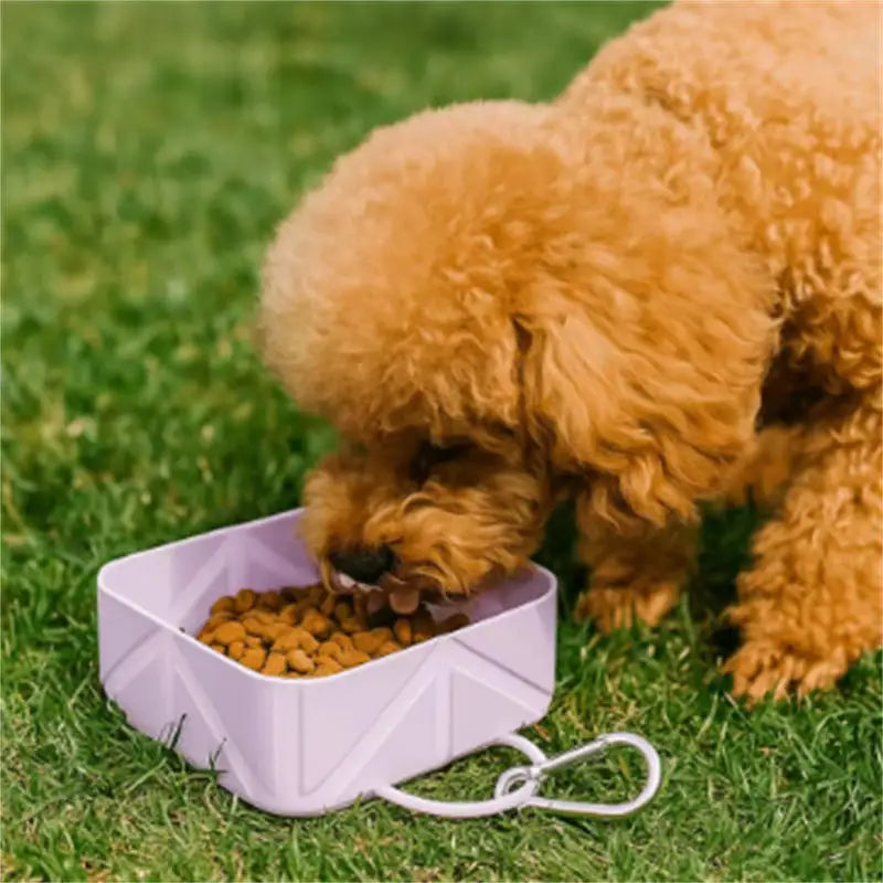 Portable Foldable Dog Bowl